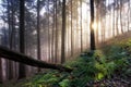 Primeval forest with ferns, Jungle Royalty Free Stock Photo