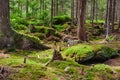 The primeval forest-HDR Royalty Free Stock Photo