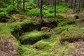 The primeval forest-HDR Royalty Free Stock Photo