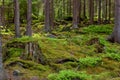 The primeval forest-HDR Royalty Free Stock Photo