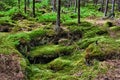 The primeval forest-HDR Royalty Free Stock Photo