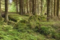 The primeval forest - HDR Royalty Free Stock Photo