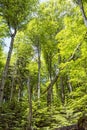 Primeval forest Stuzica, National Park of Poloniny, Slovakia Royalty Free Stock Photo
