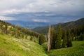 Primeval forest at Tetonia