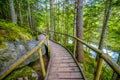 primeval forest through which the walkway leads. Alpine of San Mauricio in the Aigues Tortes National Park in the Spanish Pyrenee