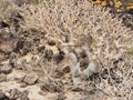 A primeval tree, a Tabaiba in the barren scrubland on Tenerife, Canary Island. One of the oldest bush trees in the world