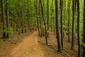 Primitive beech forests in the Jasmund national park on the island of RÃÂ¼gen. Germany