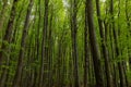 Primitive beech forests in the Jasmund national park on the island of RÃÂ¼gen. Germany