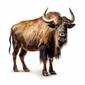 Primitive Bison In Wild - Uhd Stock Photo On White Background