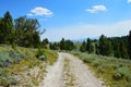 Dirt Road in Southwestern Montana Through the Trees, Sagebrush and Wildflowers in Summer
