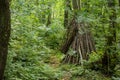 A primitive hut made of sticks in the forest.. Royalty Free Stock Photo