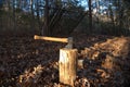 Primitive Lean to Survival Shelter in the forest. Makeshift campsite in the wilderness. Essential bushcraft skill Royalty Free Stock Photo