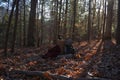 Primitive Lean to Survival Shelter in the forest.  Makeshift campsite in the wilderness. Essential bushcraft skill Royalty Free Stock Photo