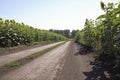 Primitive road through a sunflower field. Sunny summer view.