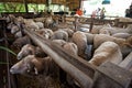 Animal feeding at Primo Piazza, Italian architecture in Khao Yai, Thailand