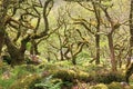 Wistmans wood in Dartmoor, Devon