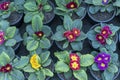 Primrose beautiful plants in spring Royalty Free Stock Photo
