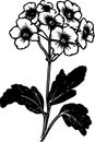 Primrose - black and white vector illustration