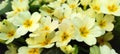 the primrose bush blooms in spring with yellow flowers
