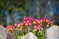A primrose bush with burgundy petals and a yellow flower core on a spring flowerbed decorated with stones against the background Royalty Free Stock Photo
