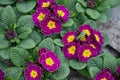 Primrose common flowering crimson close up Royalty Free Stock Photo