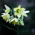 Primrose on a dark background. Spring day in the park. Daylilies Royalty Free Stock Photo