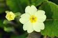 Primrose flower and bud (primula vulgaris) Royalty Free Stock Photo