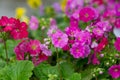 Primrose flower closeup