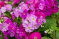 Primrose flower closeup Royalty Free Stock Photo