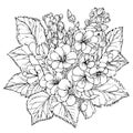 primrose flower coloring page, evening primrose drawing, illustration primrose drawing, easy primrose flower drawing,
