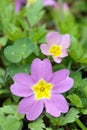 Primrose flower (primula vulgaris sibthorpii)