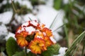 Primrose flower in red and yellow covered in snow taken in Sussex England Royalty Free Stock Photo