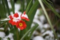 Primrose flower in red and yellow covered in snow taken in Sussex England Royalty Free Stock Photo