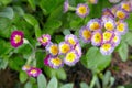 Primrose flowers on a bed in a blooming garden Royalty Free Stock Photo