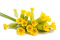 Primrose flowers