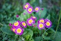 Primrose in the forrest