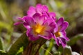 Primrose, or Primrose, is a genus of plants from the Primrose family (Primulaceae) of the order Heather (Ericales Royalty Free Stock Photo