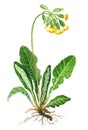 Primrose herb