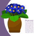 Primrose indoor plant in pot banner