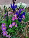 Primrose and Iris in garden spring time Royalty Free Stock Photo