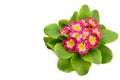 Primrose isolated on white background. Free space for text