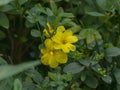 primrose jasmine flowers seen up close outdoors jasminum mesnyi