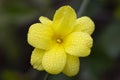 Primrose Jasmine or Jasminum mesnyi, bright yellow flowers, close up. Japanese or Chinese jasmines is woody vine