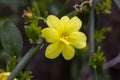 Primrose Jasmine or Jasminum mesnyi, bright yellow flowers, close up. Japanese or Chinese jasmines is woody vine