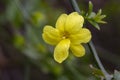 Primrose Jasmine or Jasminum mesnyi, bright yellow flowers, close up. Japanese or Chinese jasmines is woody vine