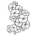 primrose line drawing, wild primrose drawing, violet primrose drawing February birth flower violet primrose drawing