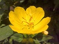 Primrose Oenothera Pilosella