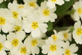 Primrose in a park Royalty Free Stock Photo