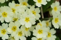 Primrose in a park Royalty Free Stock Photo