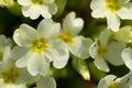 Primrose in a park Royalty Free Stock Photo